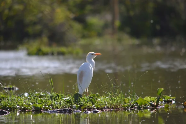 ナイバシャ湖の鳥 ロイヤリティフリーのストック写真