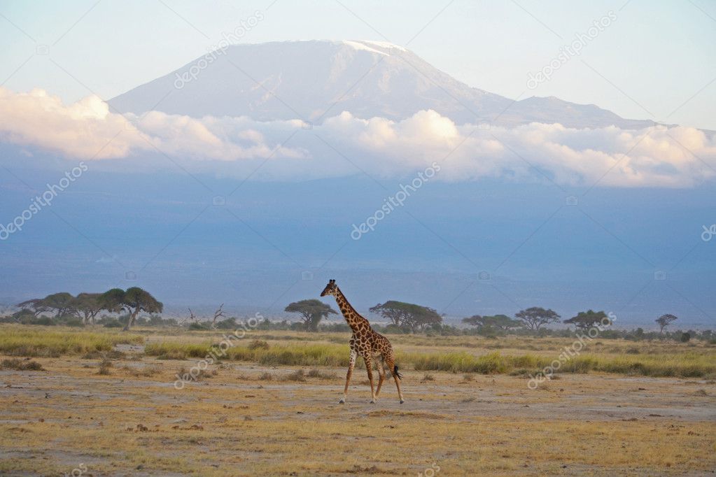 Kilimangiaro and giraffe