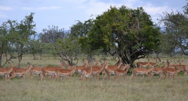 savana sıradan yaşam