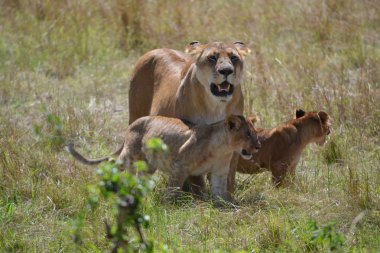 dişi aslan ve küçük aslan