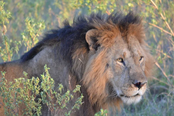 Lew masai Mara — Zdjęcie stockowe