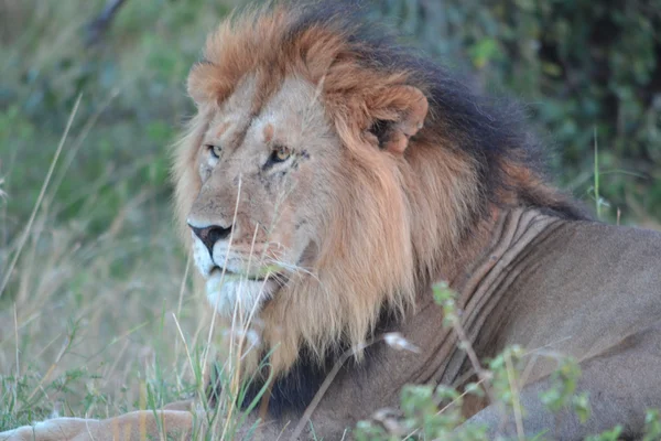 Lew masai Mara — Zdjęcie stockowe