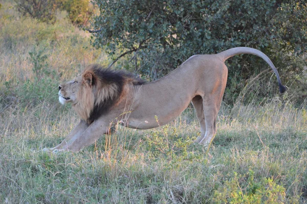 Lion streching — Stockfoto