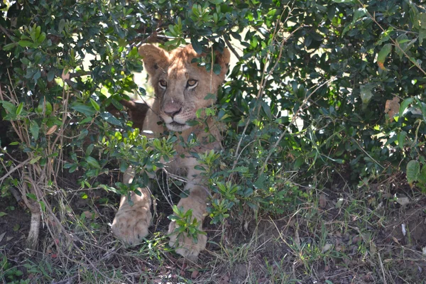 Pequeño león mirando — Foto de Stock