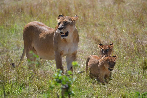 Lionne et petits lions — Photo