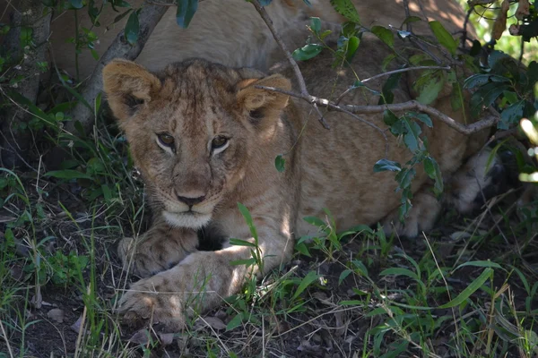 Små lejon masai Mara — Stockfoto