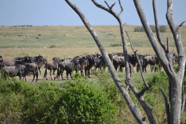 GNU váró kereszt folyó Mara — Stock Fotó
