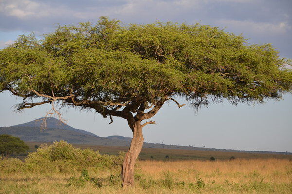 Masai Mara national park