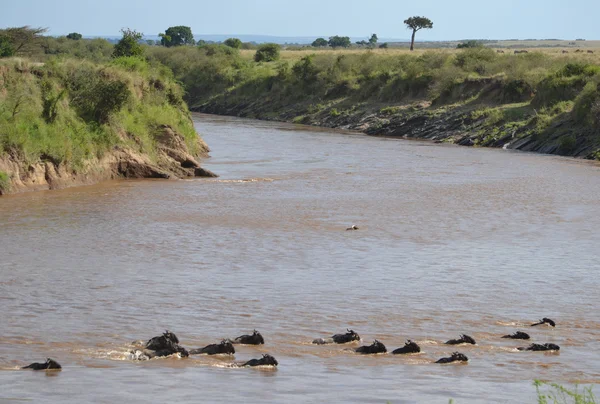 Gnu cruzando el río Mara Imágenes de stock libres de derechos