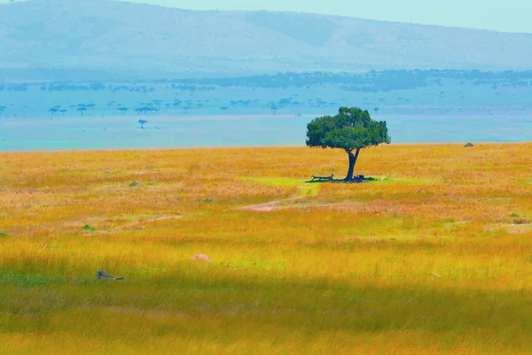 Masaai mara — Stockfoto