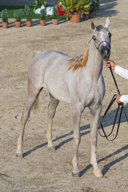 Arabistan ve Mısır horse show Salerno