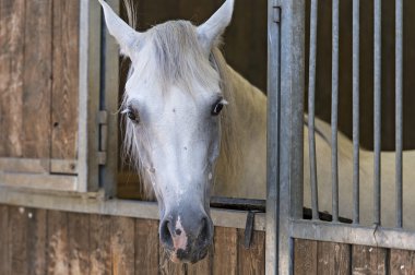 Arabistan ve Mısır horse show Salerno