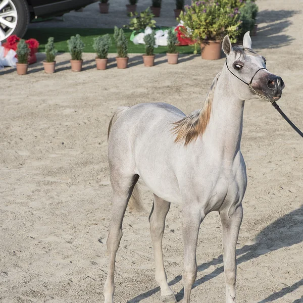 Arabistan ve Mısır horse show Salerno — Stok fotoğraf