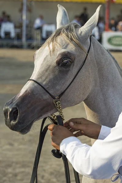 Arabských a egyptských koňské show v salerno — Stock fotografie