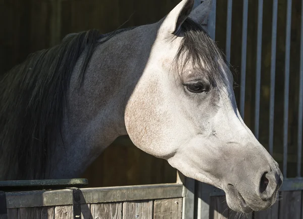 Cavalo Árabe — Fotografia de Stock