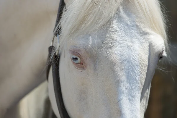 Arabisk häst — Stockfoto