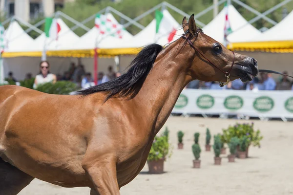 Arabische paarden — Stockfoto