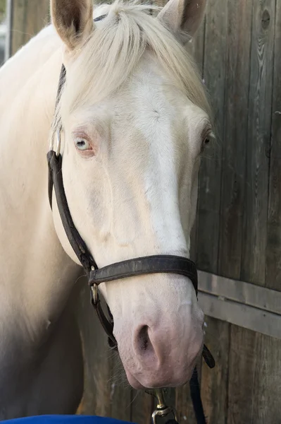 Arabische paarden — Stockfoto