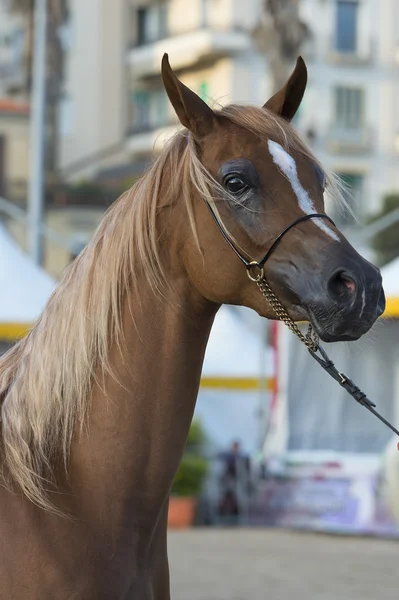 Cavalo Árabe — Fotografia de Stock