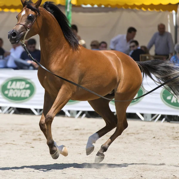 Koń arabski — Zdjęcie stockowe