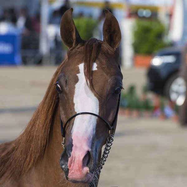 Arabische paarden — Stockfoto