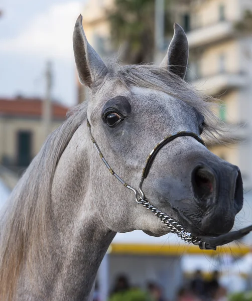 Arabisk häst — Stockfoto