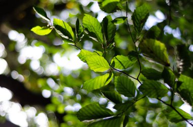 Yeşil kayın yaprakları ve arka ışıklandırması bir yaz günü ormanda kapalı Bokeh ve seçici bir odak ile