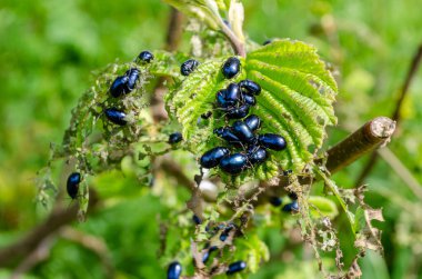 Hasarlı kayın ağacı yaprağı seçici odak üzerinde Agelastica alni alder Leaf Beetle Alder Beetle