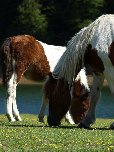 Пасущиеся лошади 12 — стоковое фото