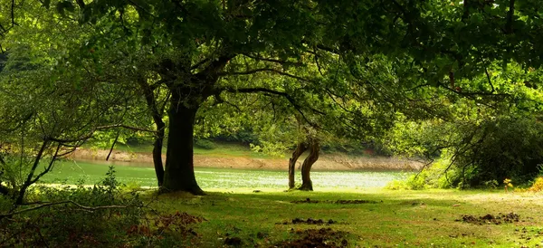 Под деревьями Стоковое Фото