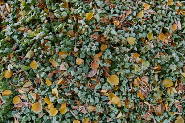 Κατεψυγμένα κίτρινα φύλλα ανάμεσα στο παγωμένο πράσινο γρασίδι. Εικόνα φόντου — Φωτογραφία Αρχείου
