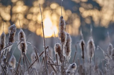 Reed, soğuk bir sabahta gölde. Sonbaharın sonlarında şafak.