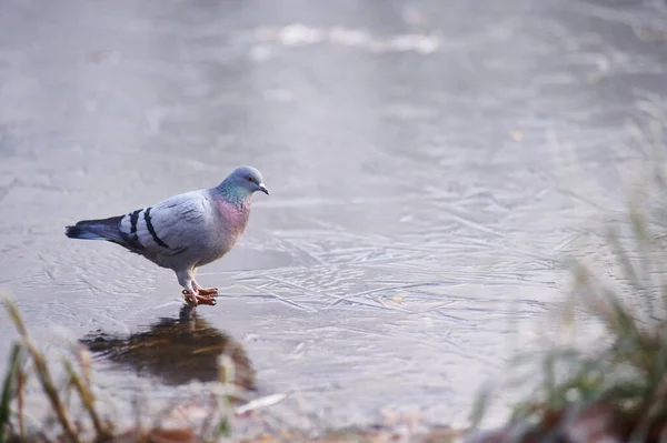 A pigeon walking on the surface of a frozen lake. — Stock Photo, Image