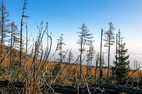 Сушеные сосны и упавшие деревья в Высоких Татрах - горном массиве и национальном парке Словакии