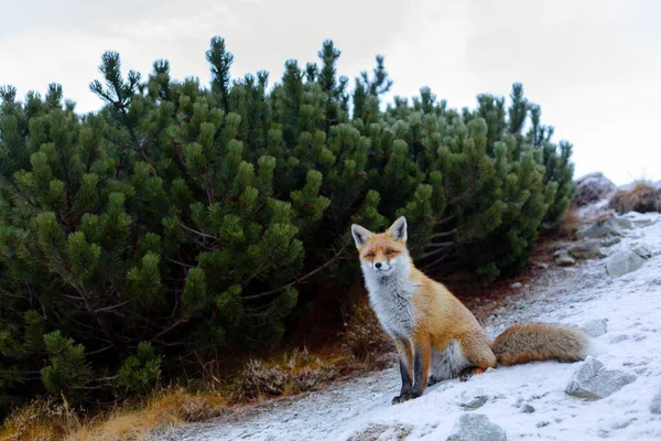 Red Fox Sitting Natural Environment High Tatra Mountains Mountain Range — стоковое фото