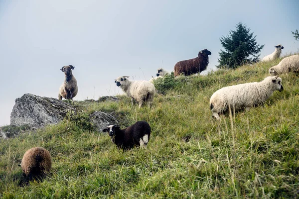 Many Sheep Black White Mountain Pasture French Village Alpine Autumn — Photo