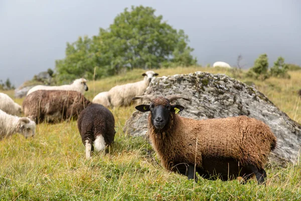 Black Horned Sheep Mountain Pasture French Village Alpine Autumn Meadows — Photo