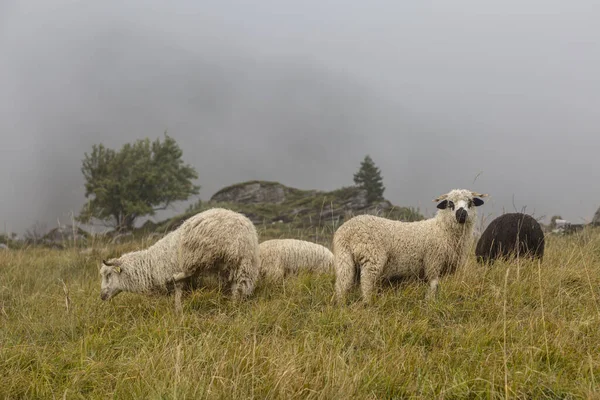 Moutons Cornes Blanches Dans Alpage Village Français Prairies Automne Alpines — Photo