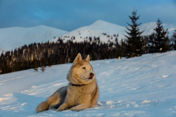 Primer Plano Retrato Perro Husky Siberiano Divertido Feliz Sentado Bosque — Foto de Stock