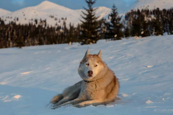 Close Portrait Adorable Siberian Husky Dog Lying Snow Carpathians Mountains — Zdjęcie stockowe