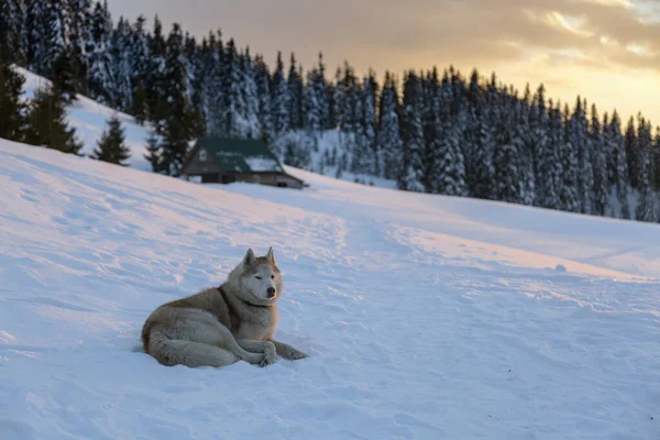 Ancient Arctic Breed Siberian Husky Lies Woods Winter Snowy Day — Stok fotoğraf