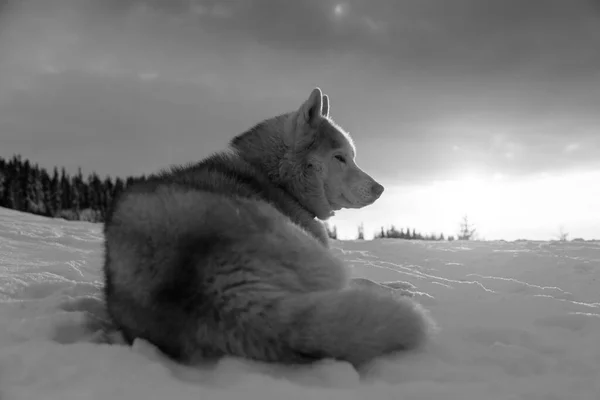 Black White Portrait Adorable Siberian Husky Dog Lying Snow Mountains — 스톡 사진