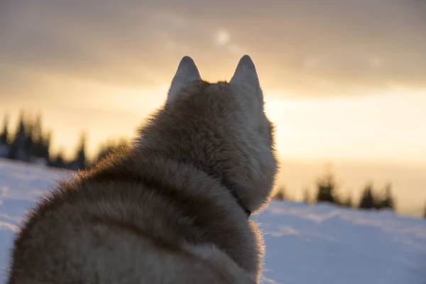 Портрет Пушистой Сибирской Собаки Сидящей Лесу Зимний Снежный День Горах — стоковое фото