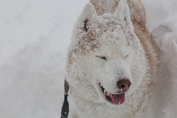 Happy Siberian Husky Dog Enjoying Snowy Winter Day Carpathians Mountains — стоковое фото