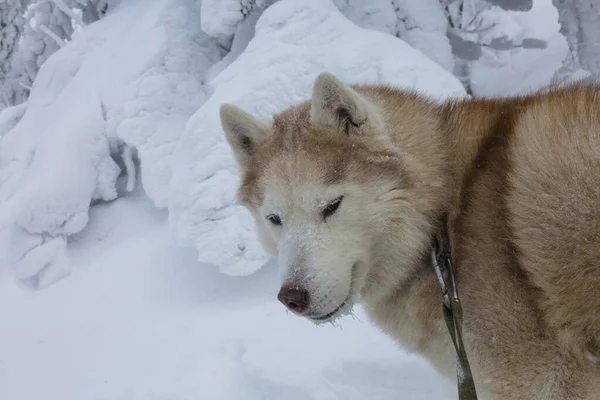 Close Portrait Adorable Siberian Husky Dog Snow Carpathians Mountains Ukraine — стоковое фото