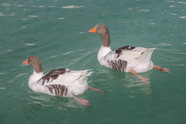 Couple Gooses Swimming Water Greylag Goose Floating — Fotografia de Stock