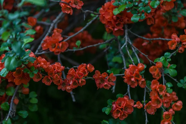 Chaenomeles Cotogna Giapponese Scarlatta Arancio Medio Arbusto Deciduo Altamente Decorativo — Foto Stock