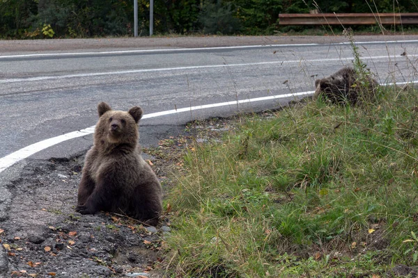 Μικρές Άγριες Αρκούδες Στέκονται Κοντά Στο Δρόμο Των Μεταφορών Transfagaras — Φωτογραφία Αρχείου