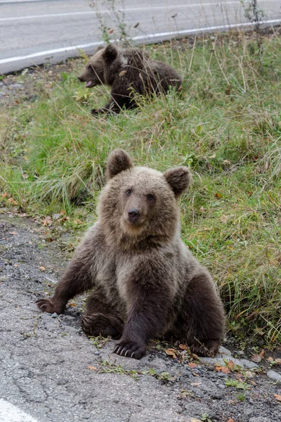 Urso Selvagem Jovem Floresta Perto Transfagaras Roménia — Fotografia de Stock
