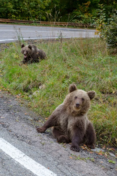 Pequenos Jovens Irmãos Animais Selvagens Ursos Com Pele Escura Focinho — Fotografia de Stock